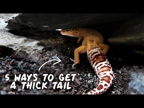 5 Reasons Your Leopard Gecko Doesn't Have A Thick Tail