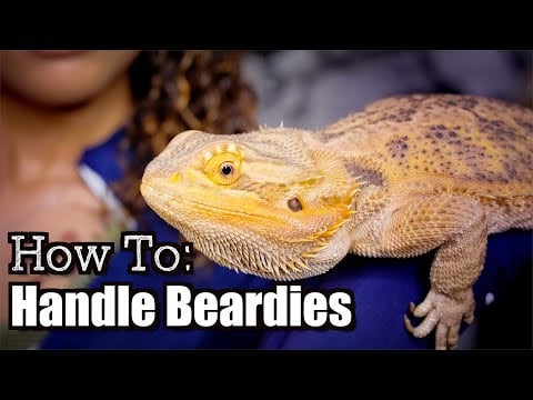 Handling Your New Bearded Dragon