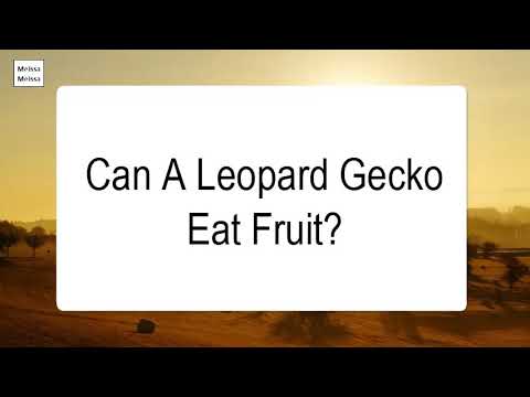 Can A Leopard Gecko Eat Fruit