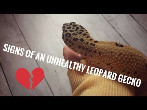 Sick leopard gecko? | Signs of an unhealthy leopard gecko