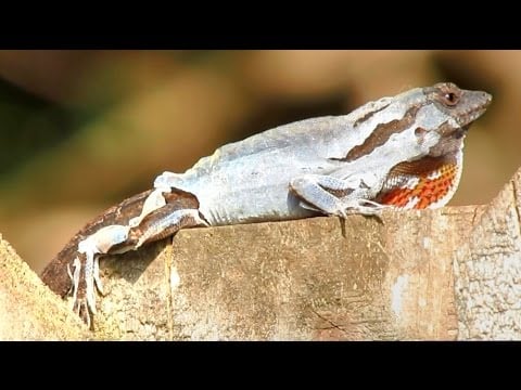 Anole Lizard Shedding and Eating It's Skin