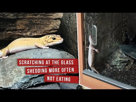 Why Your Leopard Gecko Keeps Scratching, Shedding & Not Eating