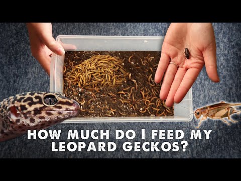 How Much & What I Feed My Leopard Gecko | UPDATED