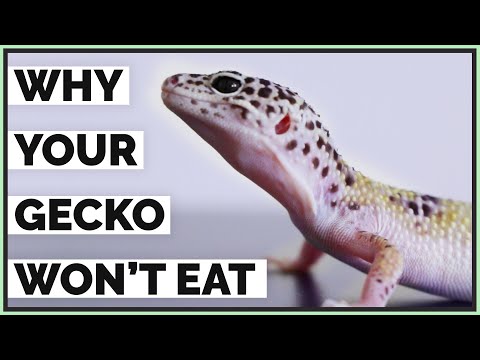 5 Reasons Your Leopard Gecko Isn't Eating - Picky Geckos