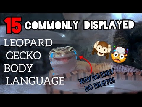 Leopard Gecko Body Language | 15 Most Commonly Displayed