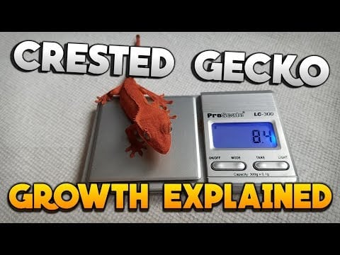 How Big Should My Crested Gecko Be? Crested Gecko Growth Explained!