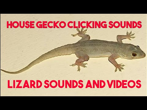 Lizard sounds lizard sound at night | Gecko Sounds chirping | Lizard sound effect