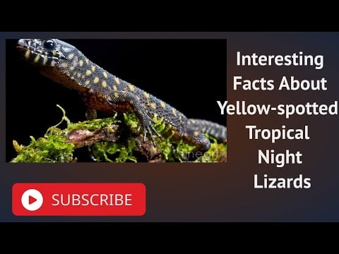 Interesting Facts About Yellow spotted Tropical Night Lizards