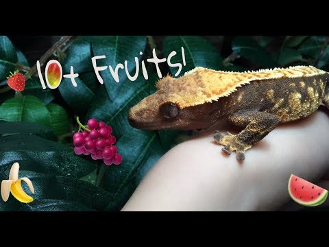 10+ Fruits Crested Geckos can Eat