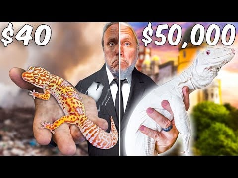 My Cheapest Lizard To My Most Expensive Lizard!