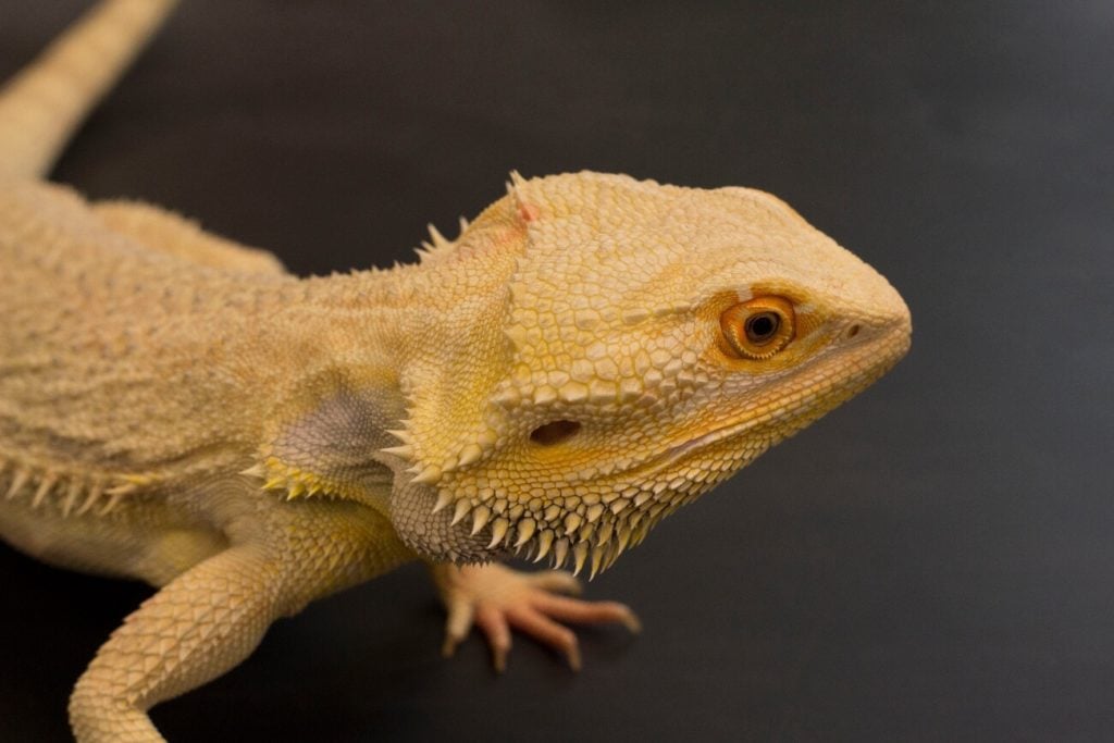 The Best Bearded Dragon Terrariums, Cages & Enclosures