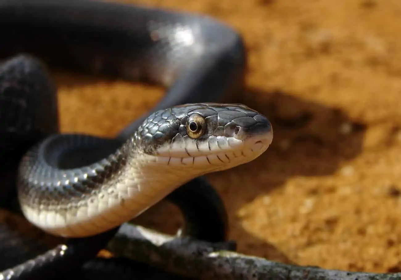 A black rat snake up close