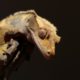 A Crested Gecko standing on a stick