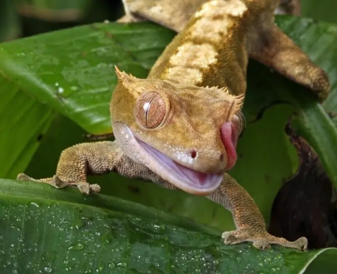 A Crested Gecko looking for food while standing on leaves