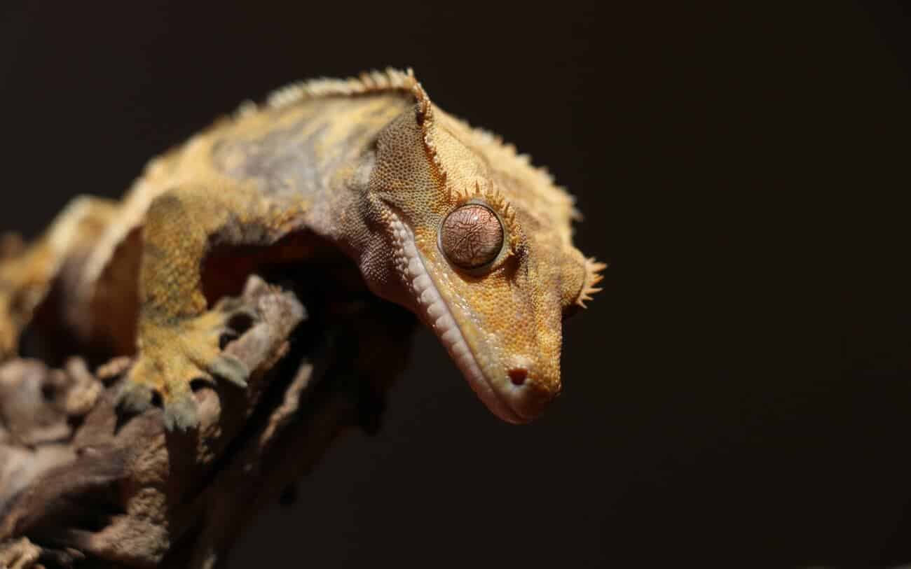 A Crested Gecko standing on a stick
