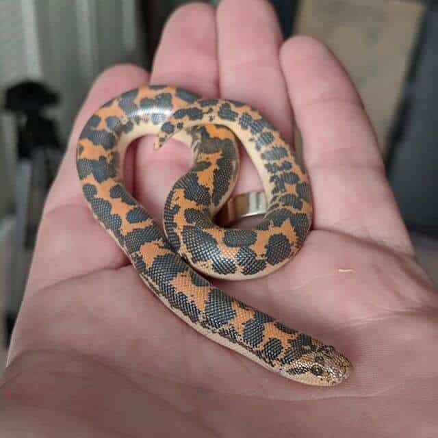 Kenyan Sand Boa Care Tank, Diet, Size, Lifespan...