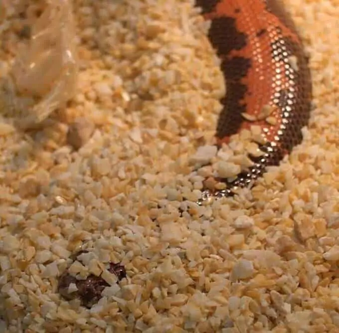 A Kenyan Sand Boa burrowing into the tank substrate