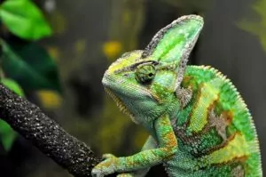 A Veiled Chameleon on a branch