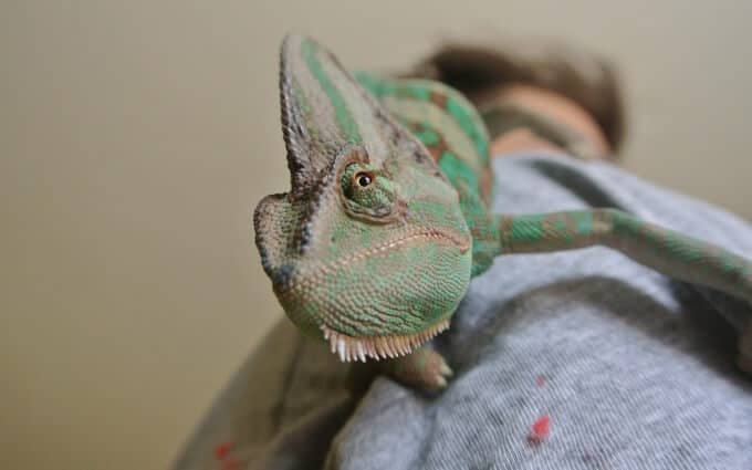 A Veiled Chameleon climbing on its owner
