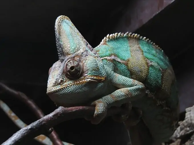 One Veiled Chameleon in a large habitat