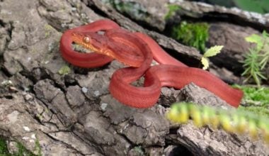 A red Amazon Tree Boa in a large tree