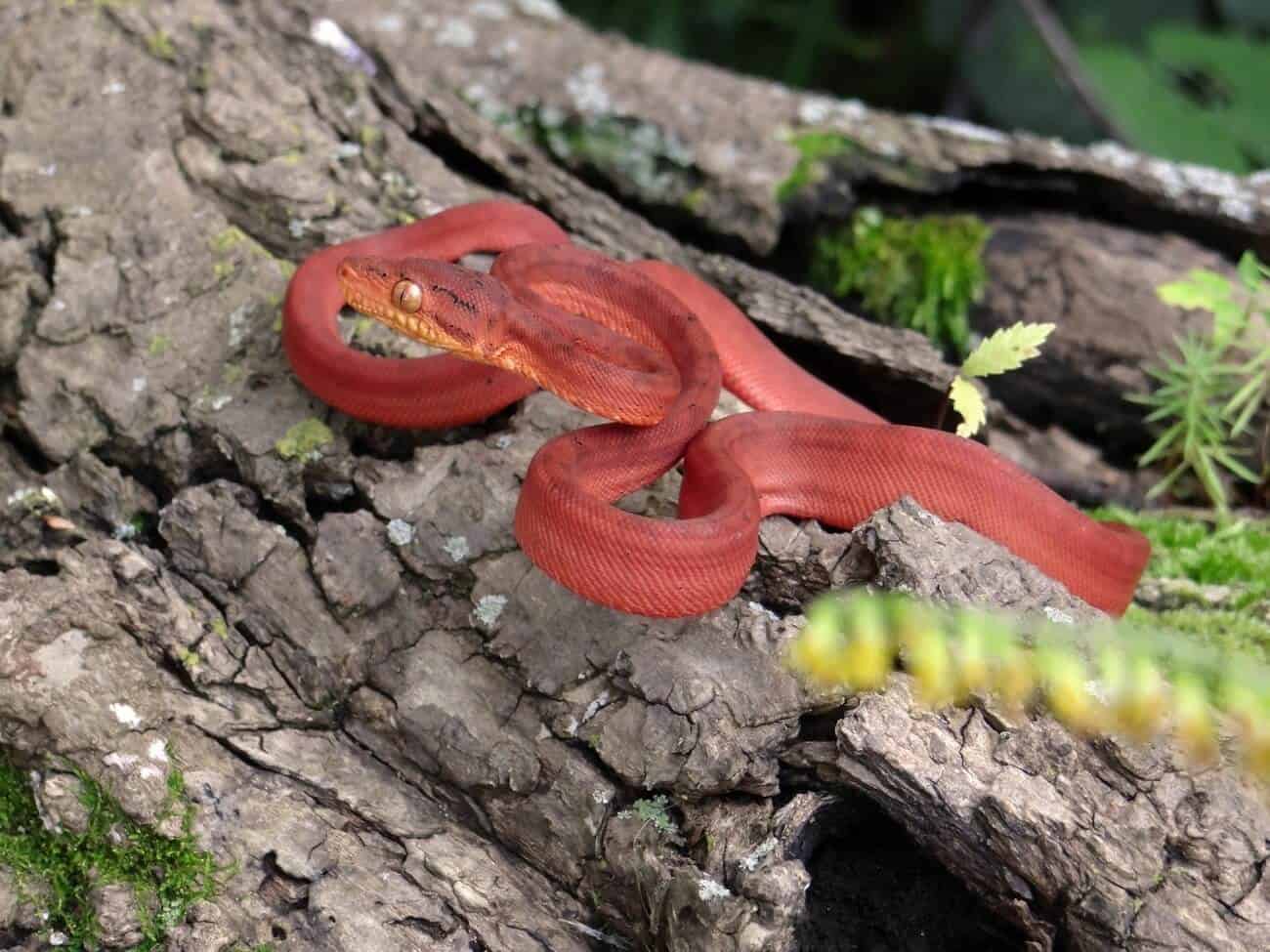 Amazon Tree Snake