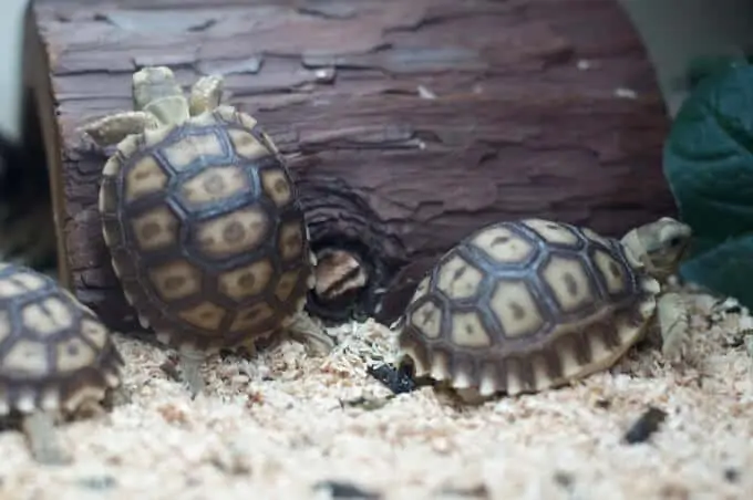 A group of baby Sulcata Tortoises in their enclosure