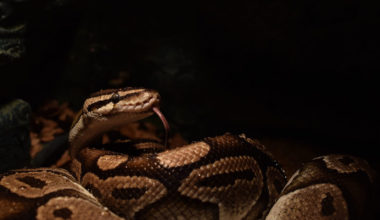 A Ball Python inside a dark habitat