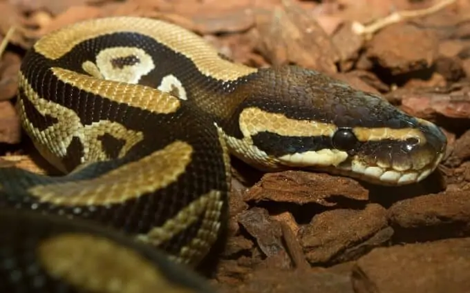A Ball Python resting inside an enclosure