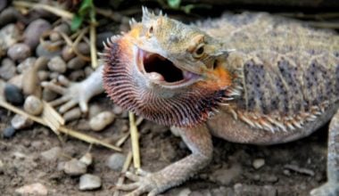 An angry bearded dragon prepared to bite