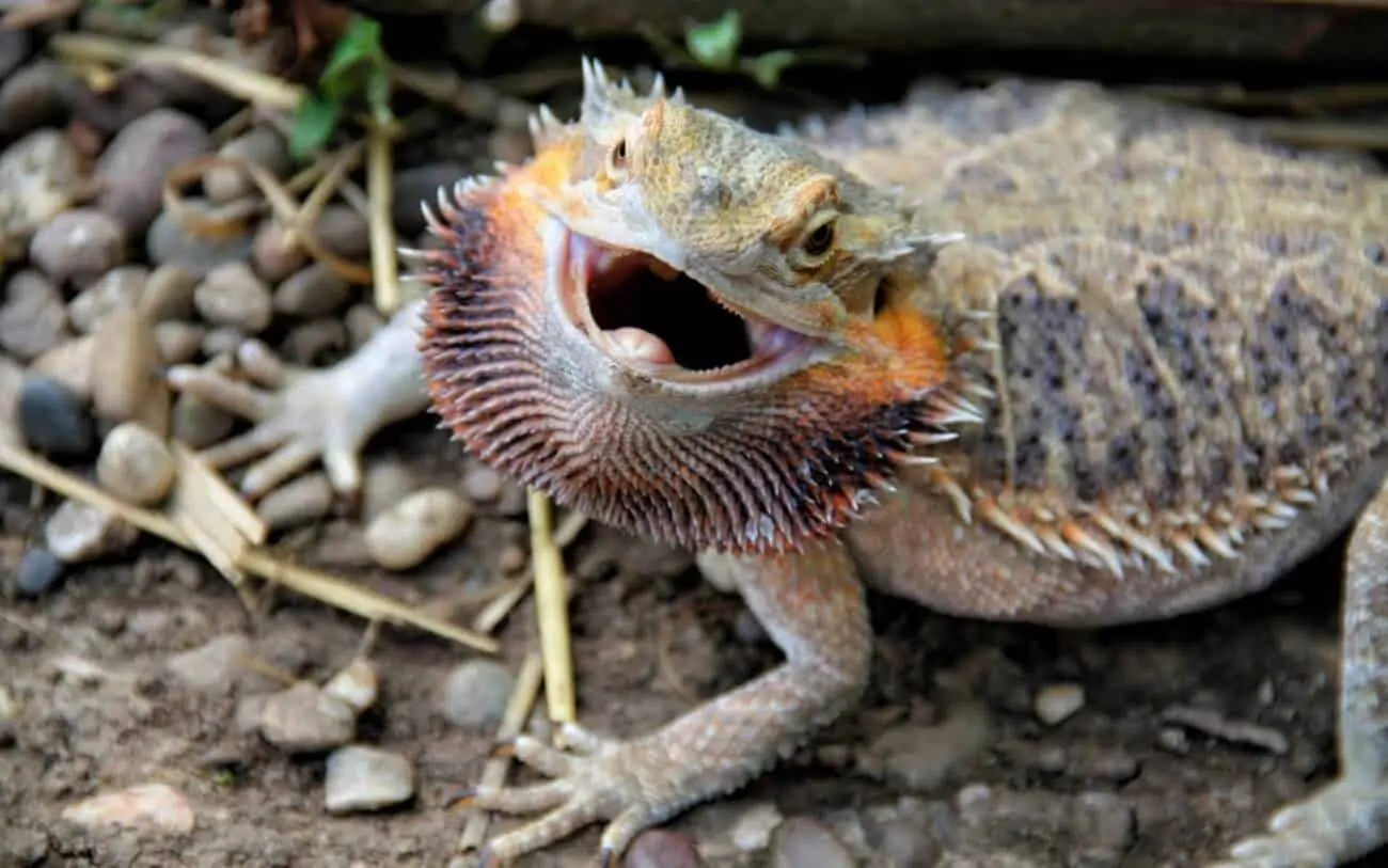 An angry bearded dragon prepared to bite