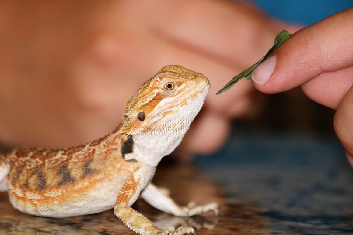 Bearded Dragon Not Eating? Here's What You Need To Do...