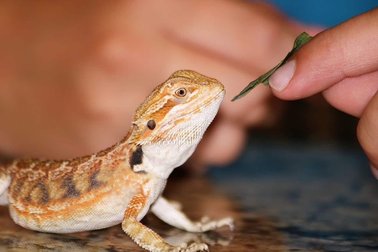 A bearded dragon not eating the food being offered to it