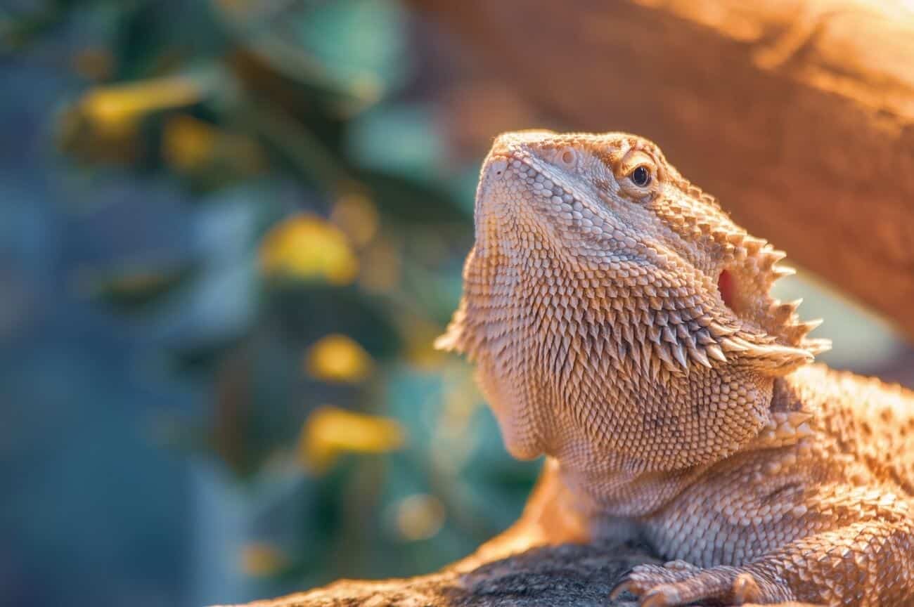 A bearded dragon with a healthy poop schedule