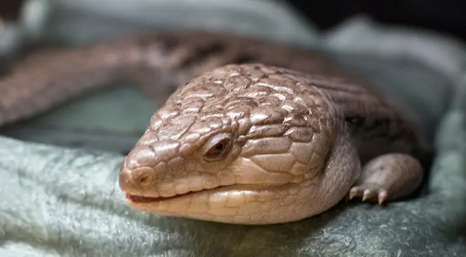 One Blue Tongue Skink resting on a bed inside an enclosure