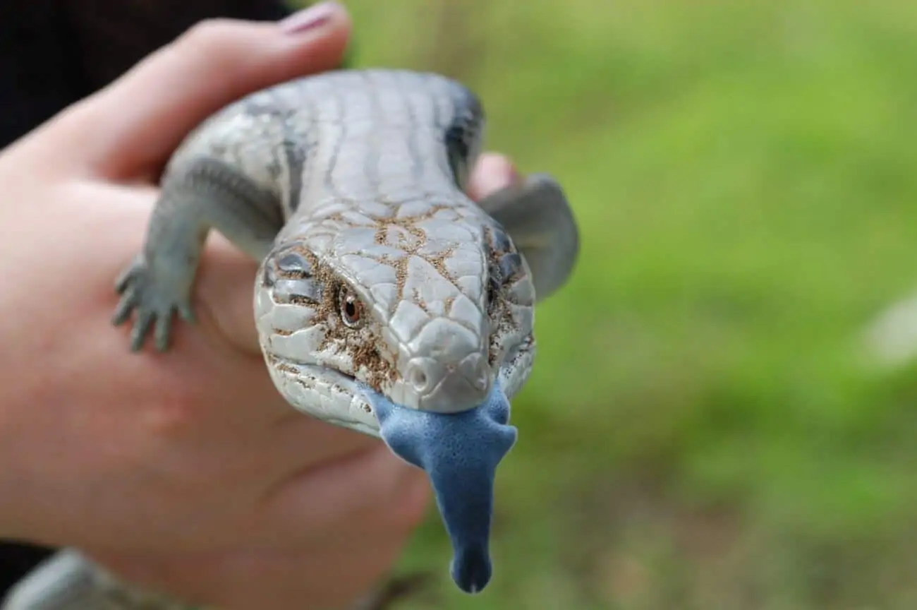 A Blue Tongue Skink showing its tongue while being handled