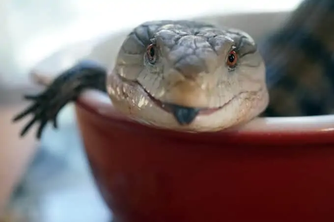 A happy Blue Tongued Skink showing its tongue while soaking in a water bowl