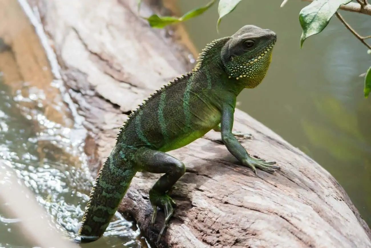 A Chinese Water Dragon cooling its tail