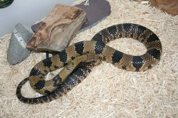 A False Water Cobra in its enclosure