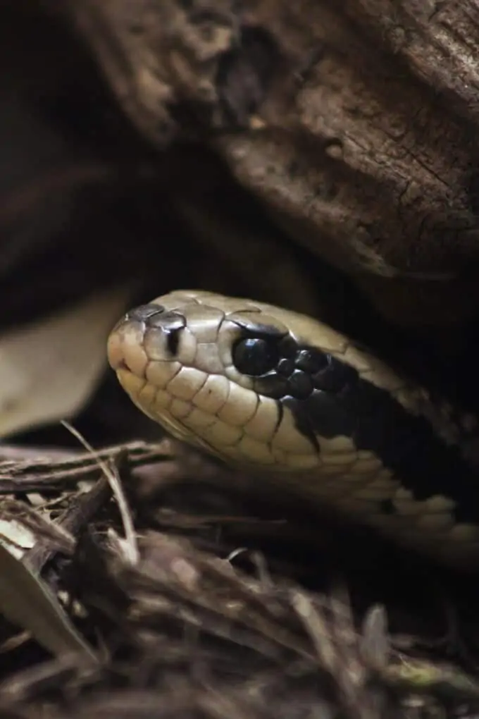 A False Water Cobra peeking out from a hiding spot