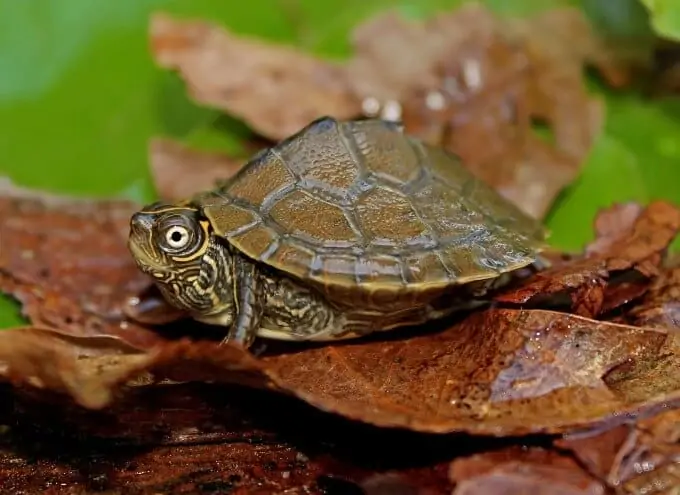 One Mississippi Map Turtle relaxing on top of some leaves
