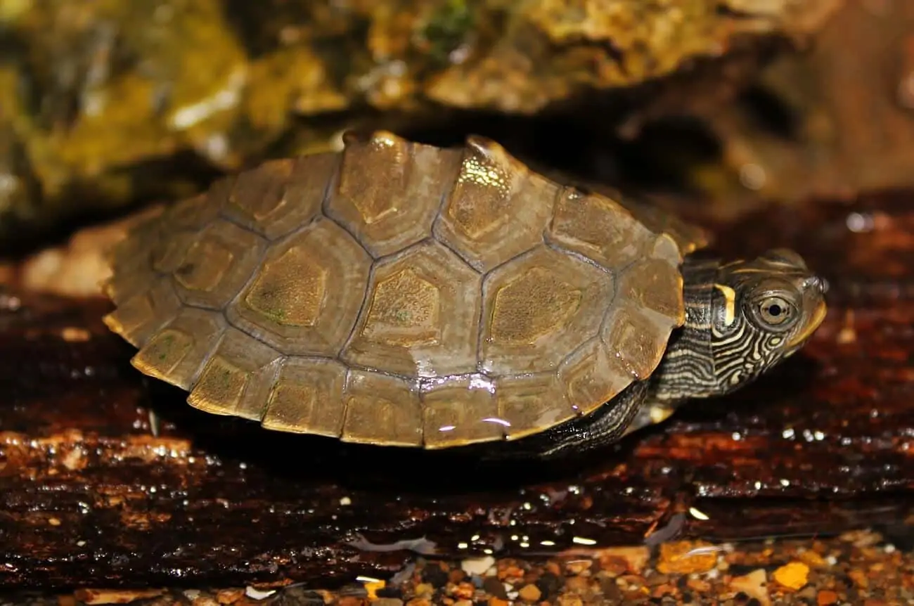 Mississippi Map Turtle resting on a small log