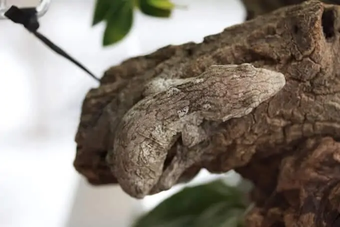 A New Caledonian Giant Gecko blending in with a tree brance