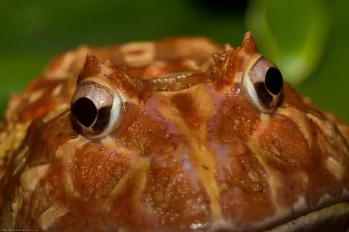 A hydrated Pacman frog up close