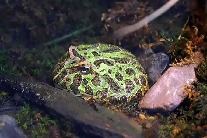 A Pacman frog beginning to bury itself in the tank substrate