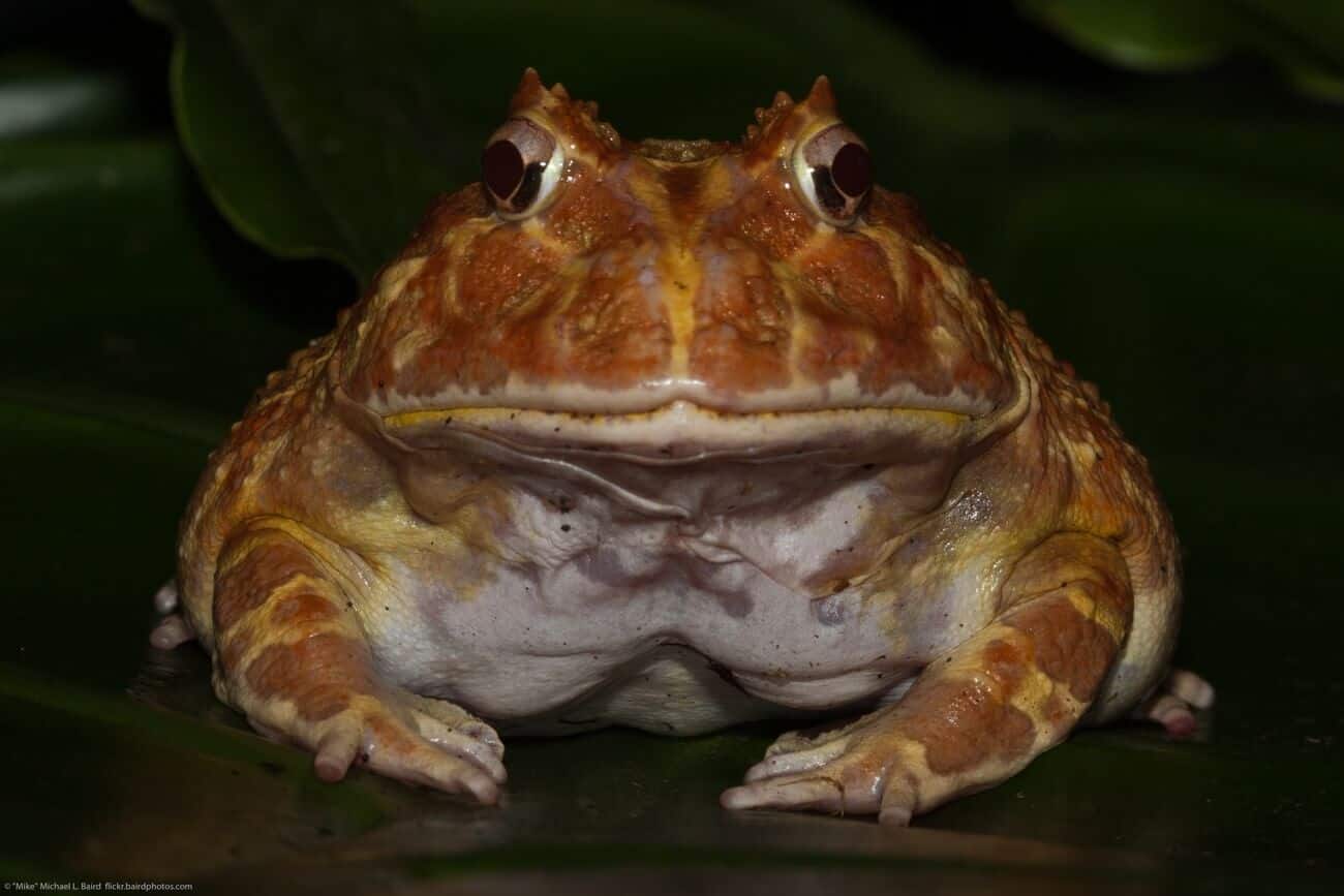 A Pacman frog facing the camera