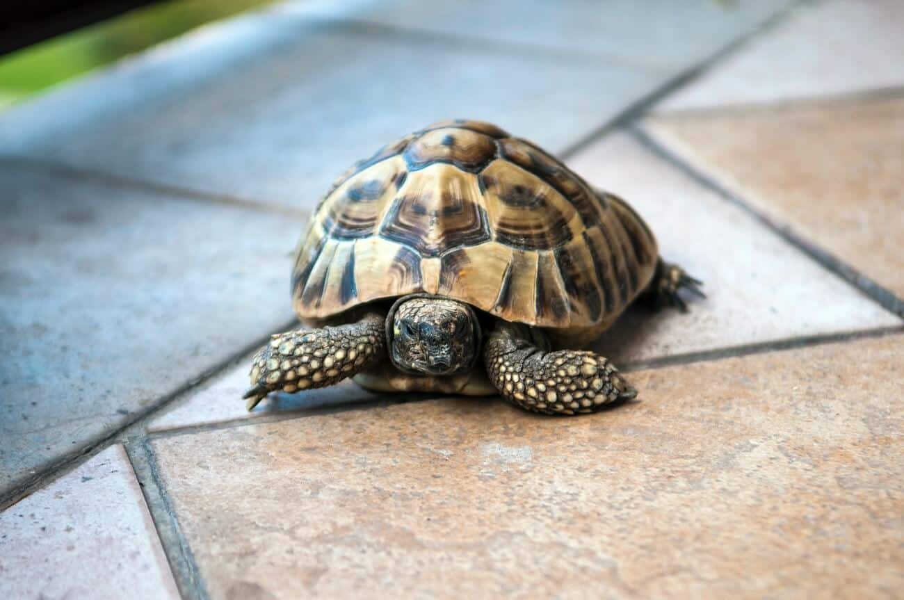 A turtle after successful shell rot treatment