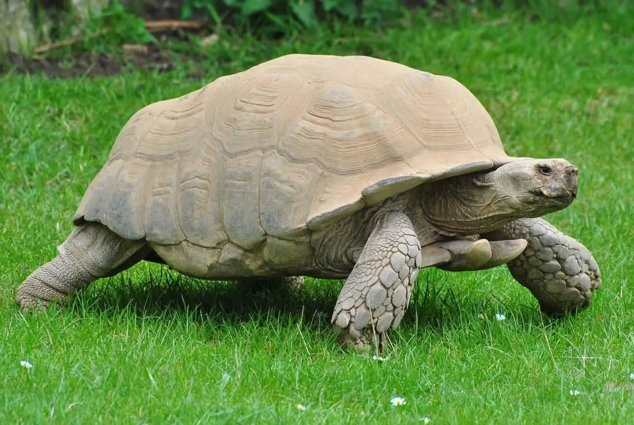 A full-grown Sulcata Tortoise walking in an enclosure