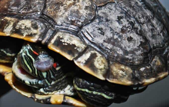 A turtle with shell rot