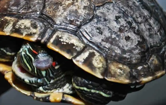 A turtle with shell rot